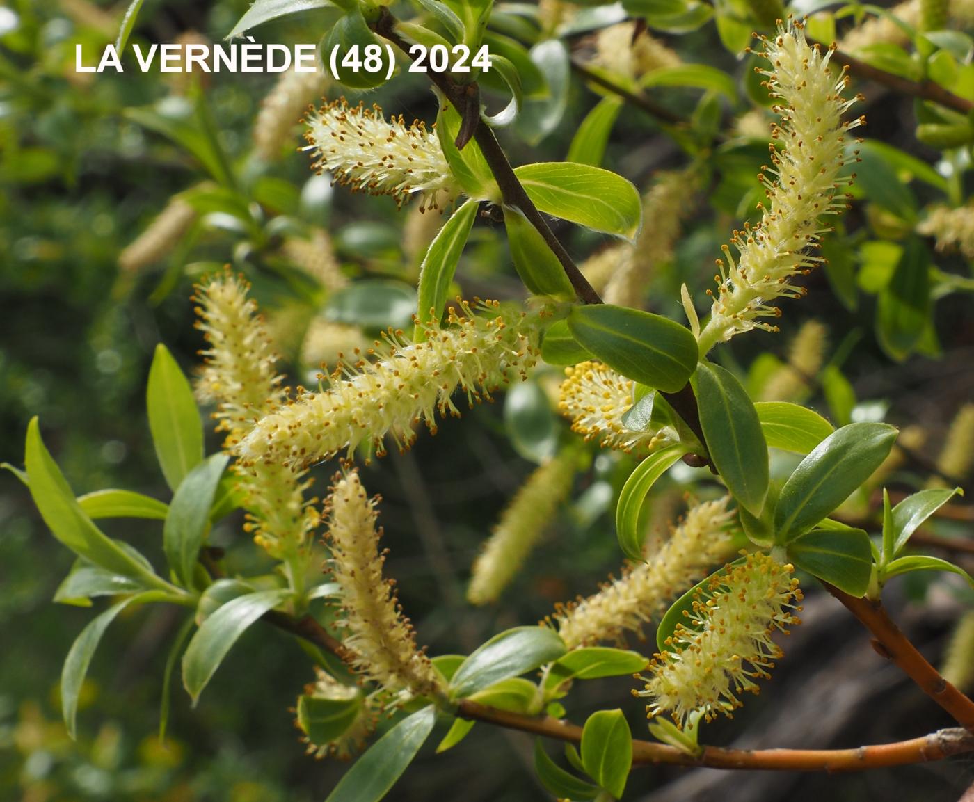 Willow, White flower